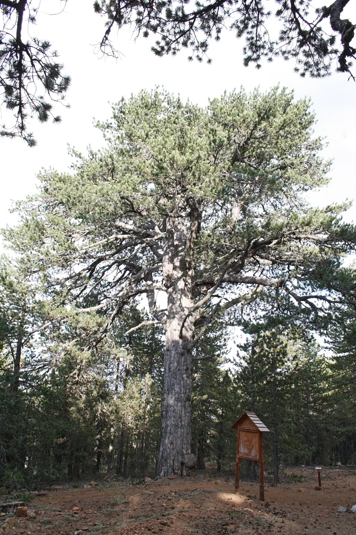 500 y.o. pine