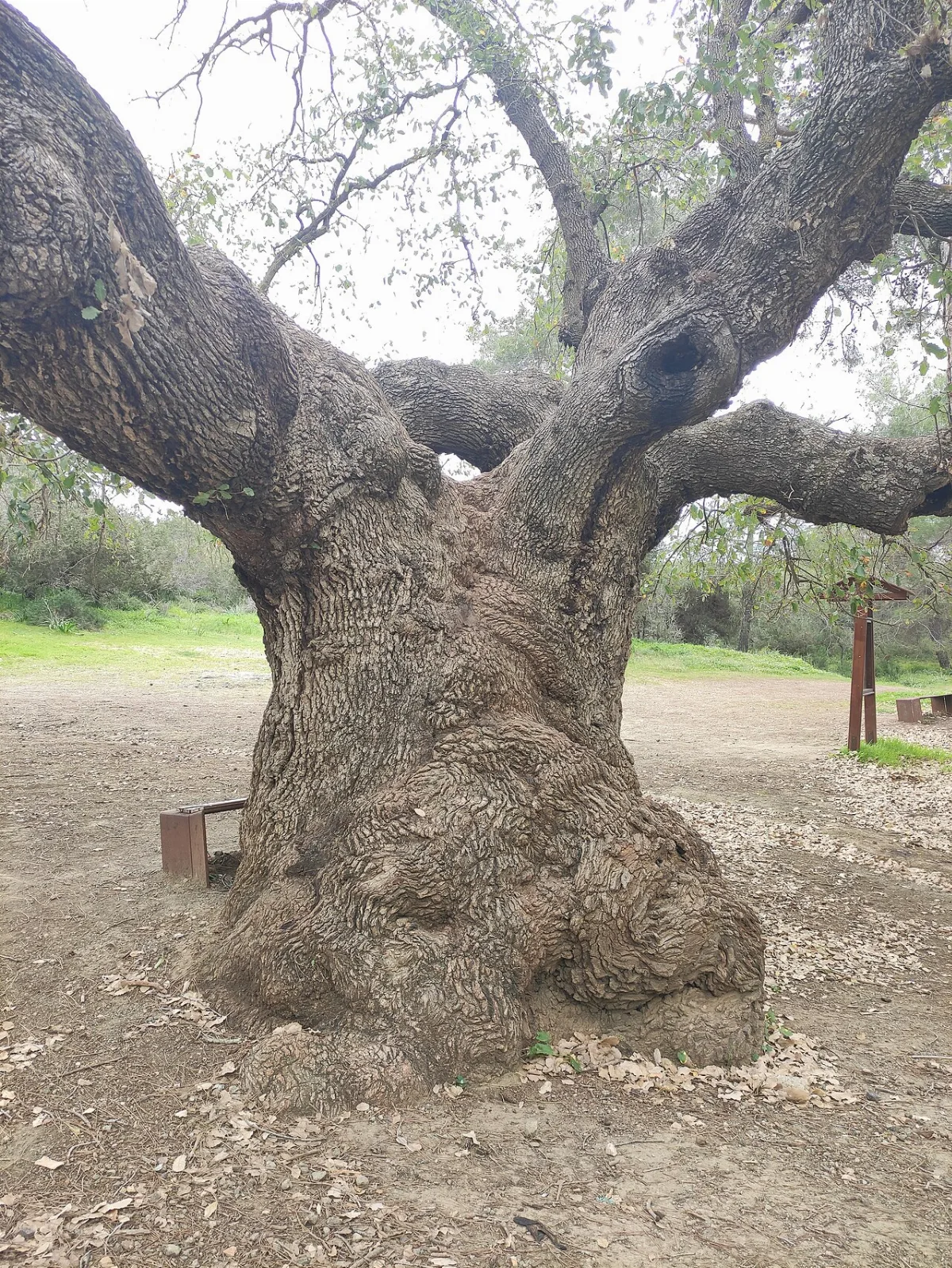 Aphrodite's and Adonis' oak