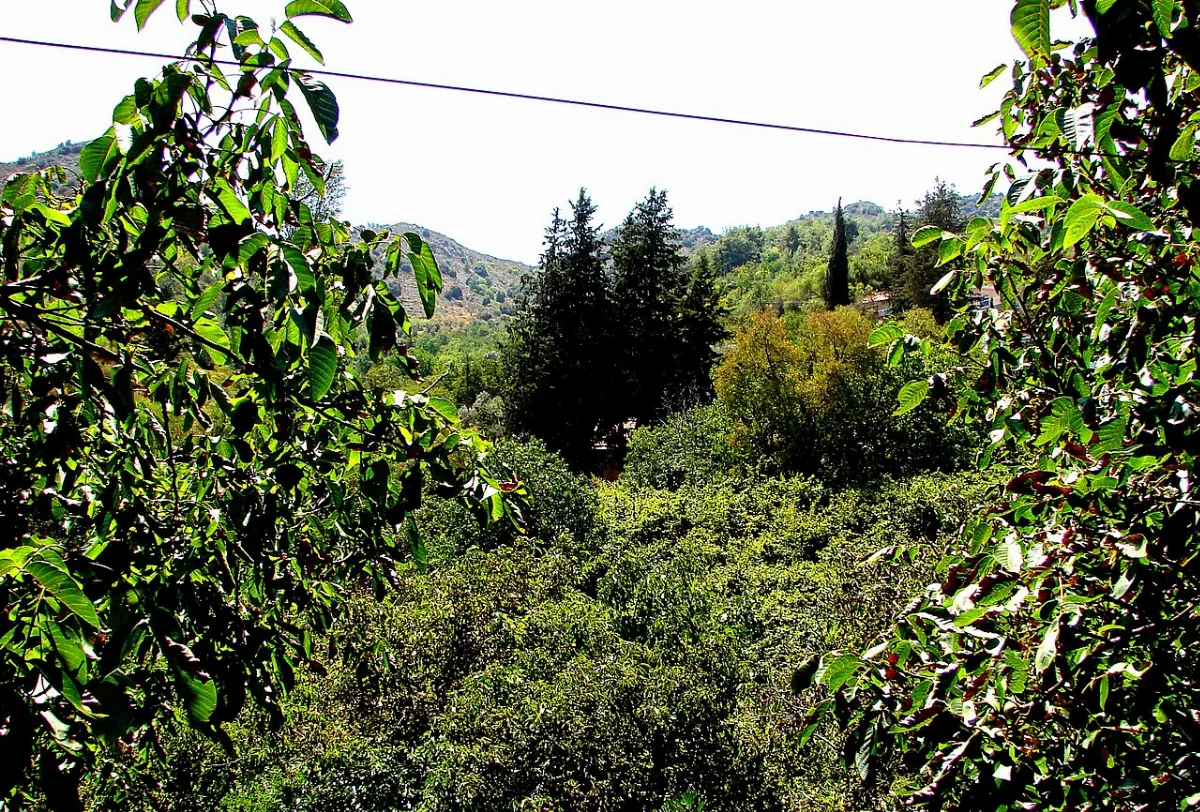 Askas