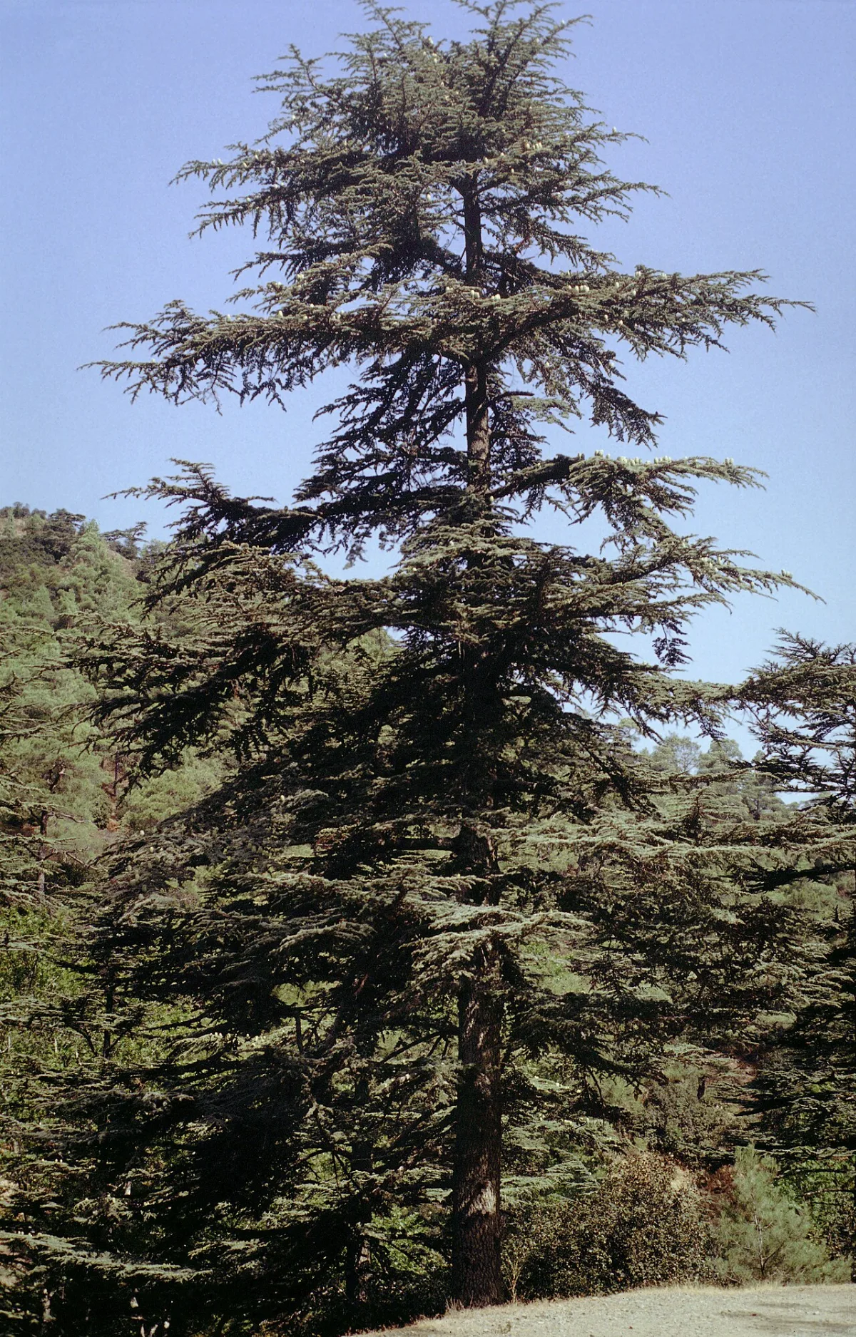 Cedar Valley