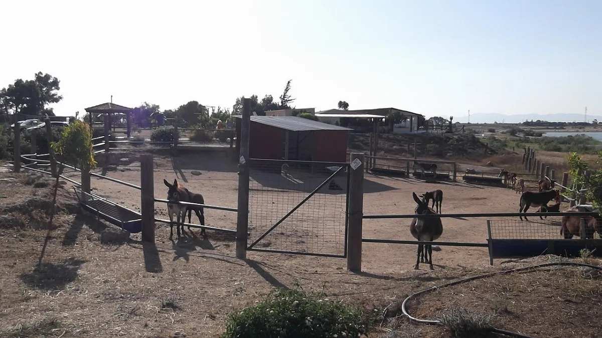 Donkey Farm Avgorou - Achna