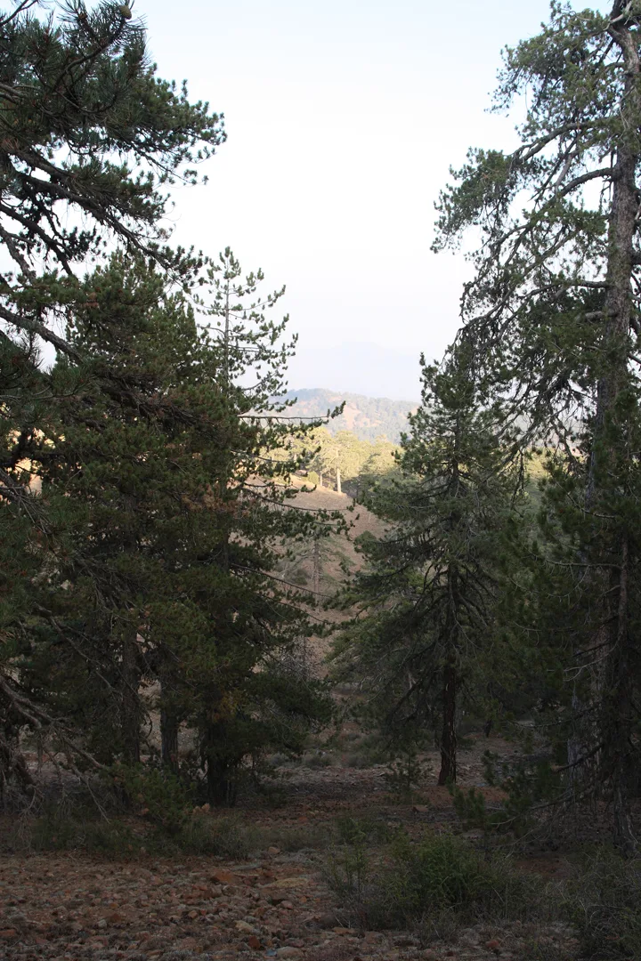 Giant Black Pine