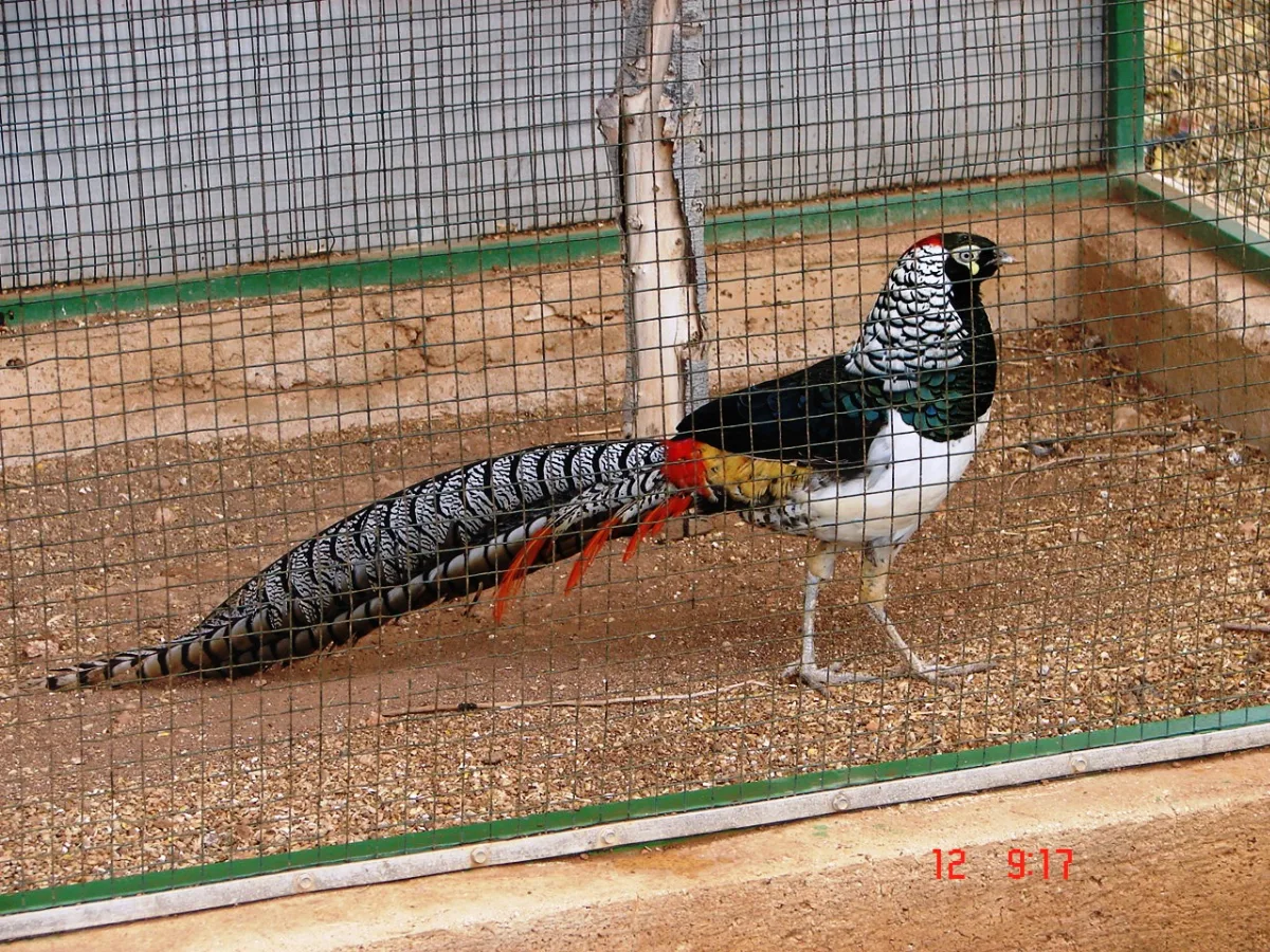 Pafos Zoo