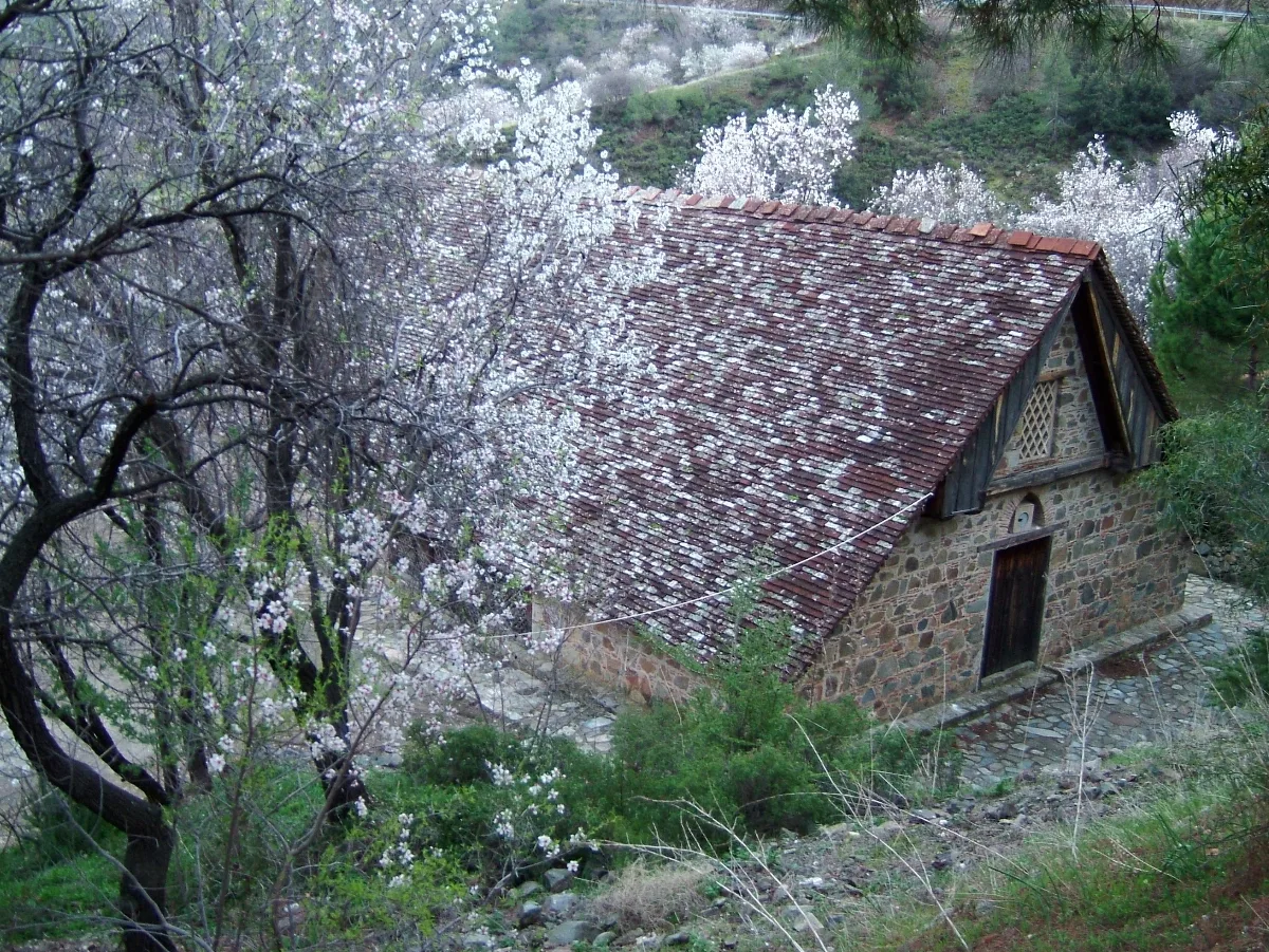 Platanistasa
