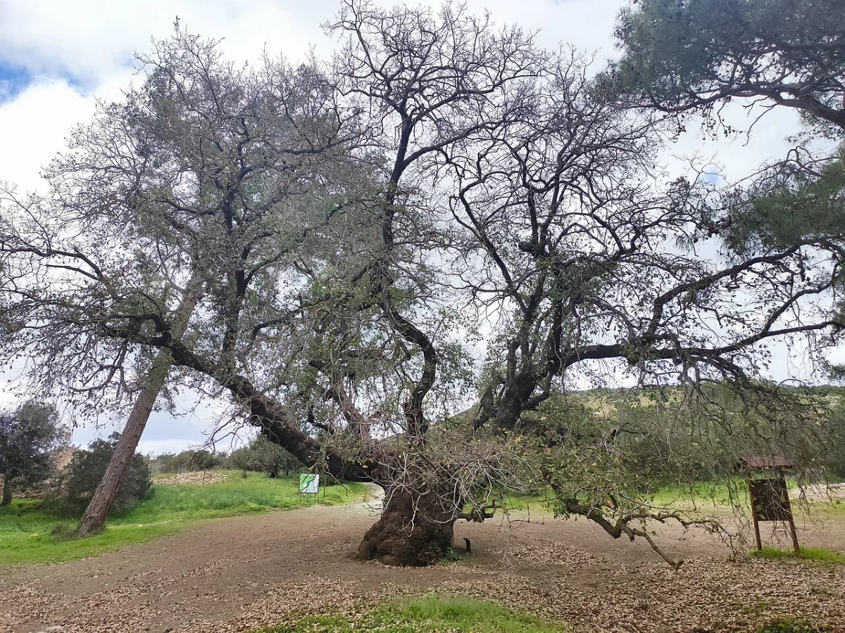 Rigena Tower Ruins