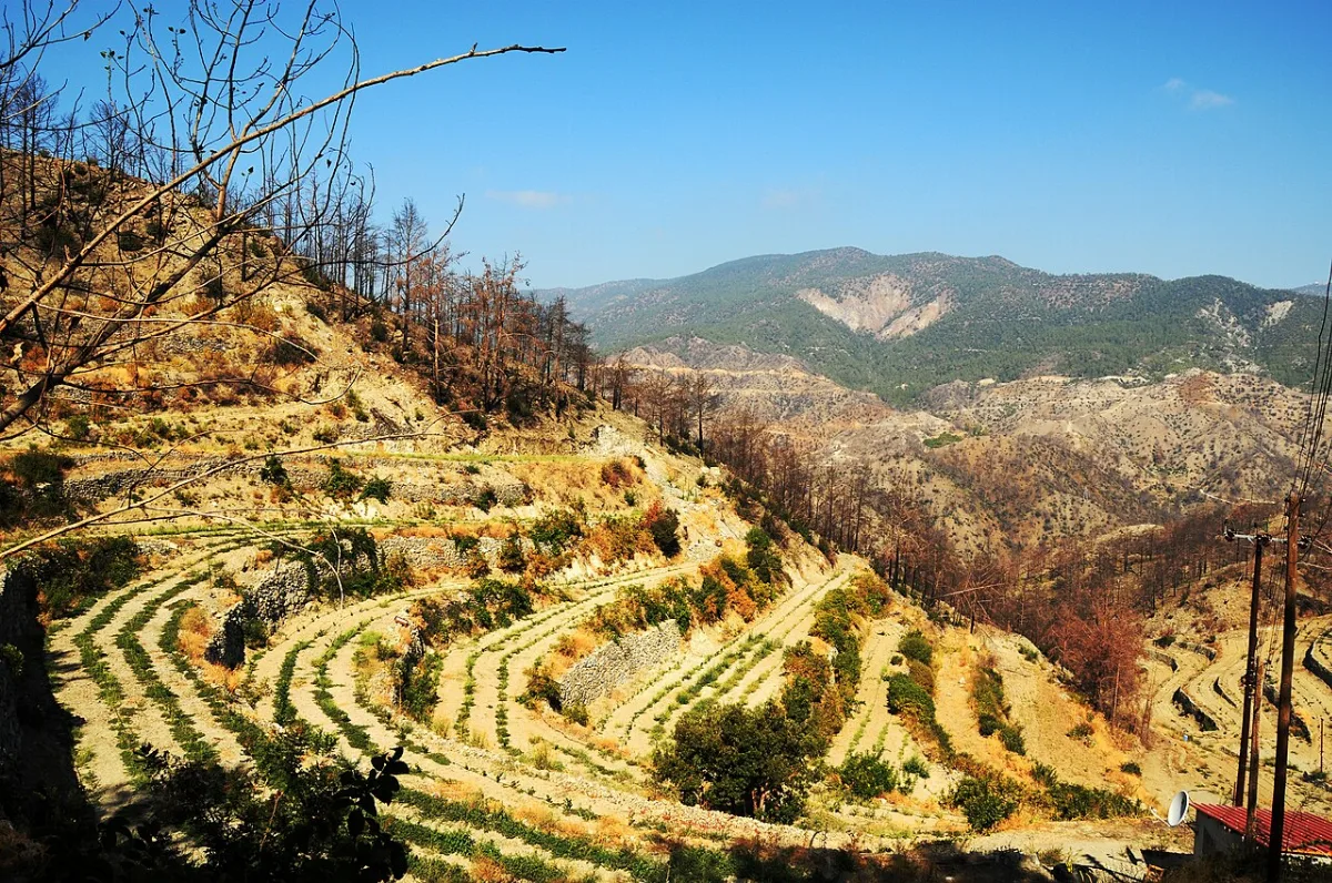 Tsiakkas Winery