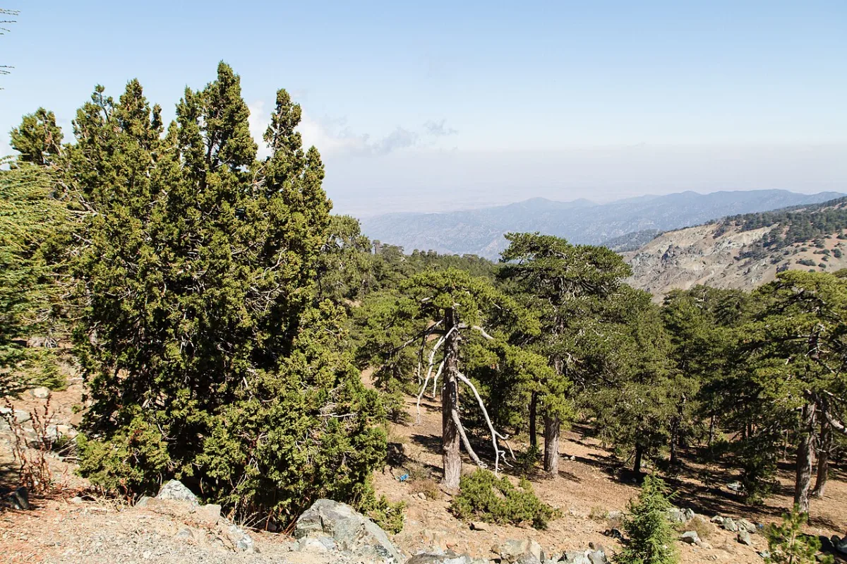 Viewpoint with telescope