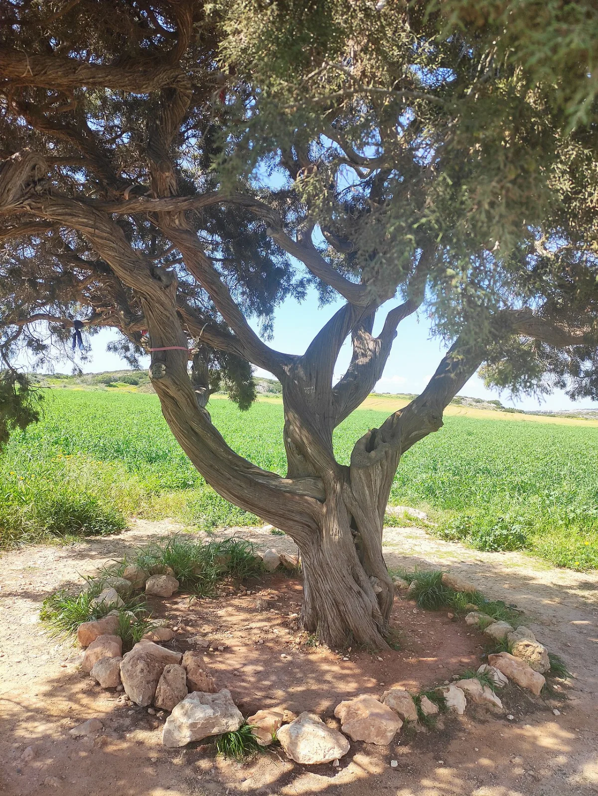 Vounia